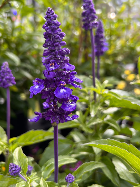 Salvia Sallyfun Deep Ocean