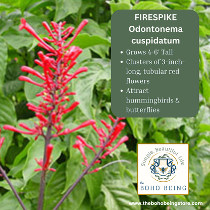 Firespike Plant, Red Fire Spike