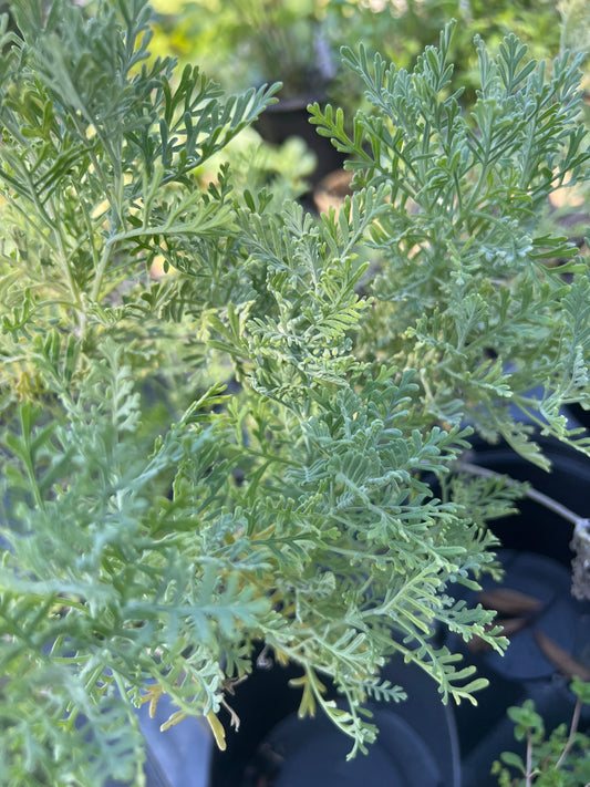 Lavandula Pinnata Lavender