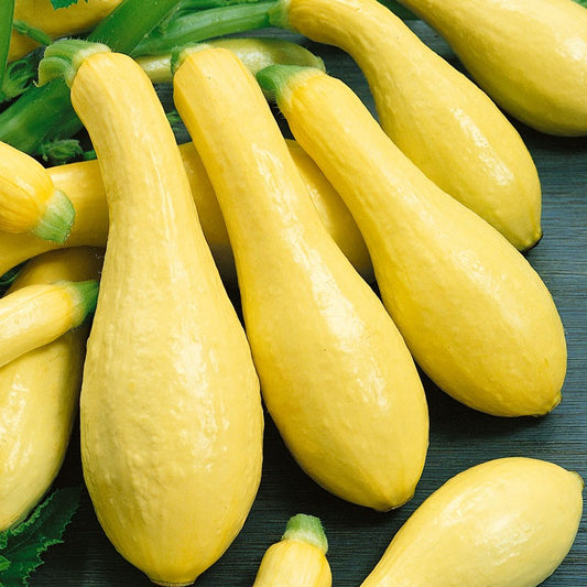 Seeds, Yellow Summer Squash Prolific