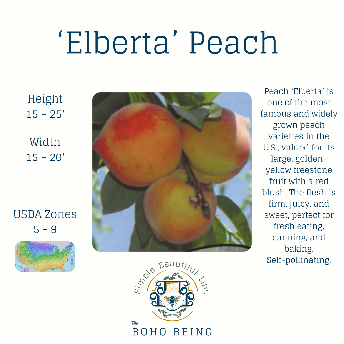 Fruit Trees - 3 Gallon Containers