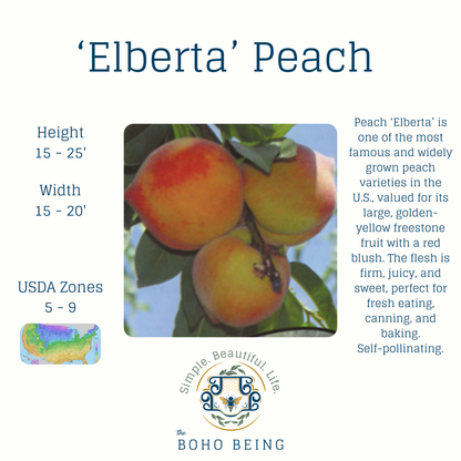 Fruit Trees - 3 Gallon Containers