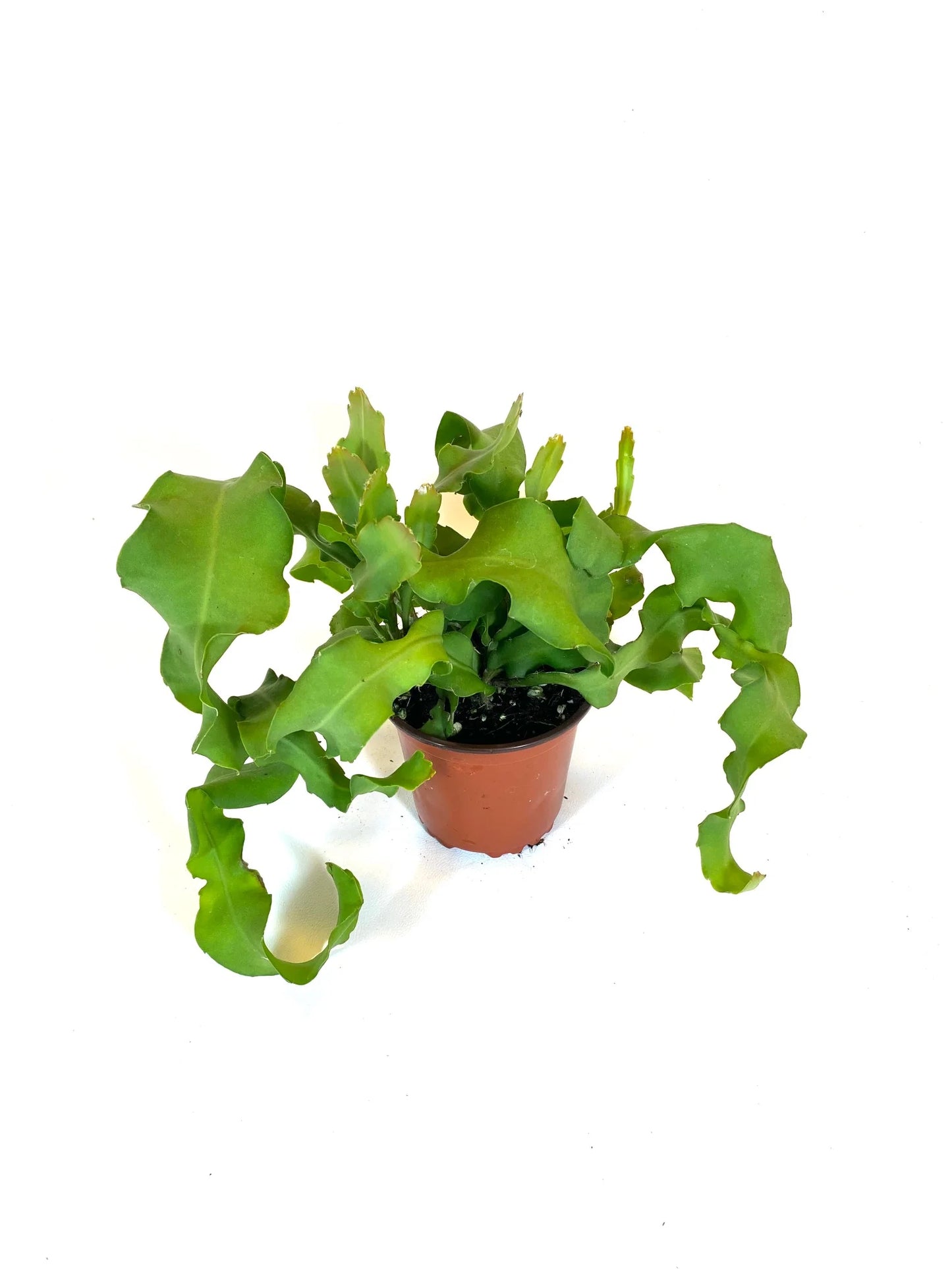 Epiphyllum Curly Locks Orchid