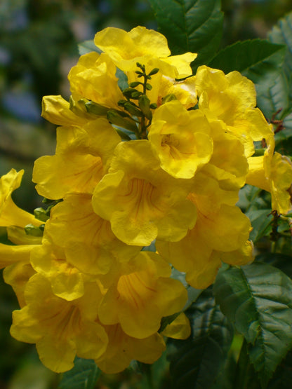 Esperanza, Gold Star