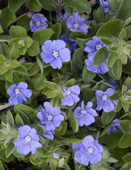 Evolvulus Beach Bum Blue