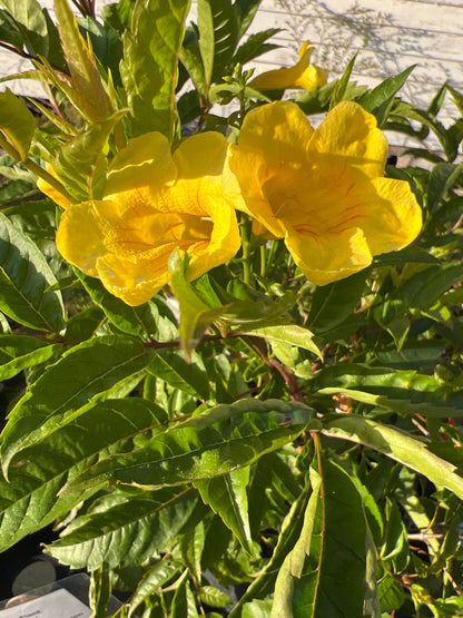 Esperanza, Gold Star