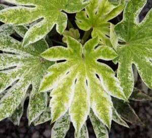 Fatsia Japonica 'Spider's Web