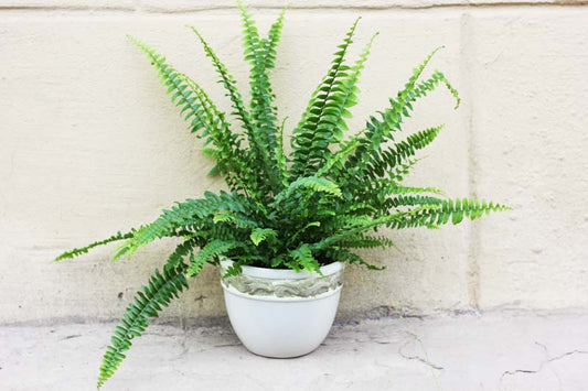 Fern,Kimberly Queen