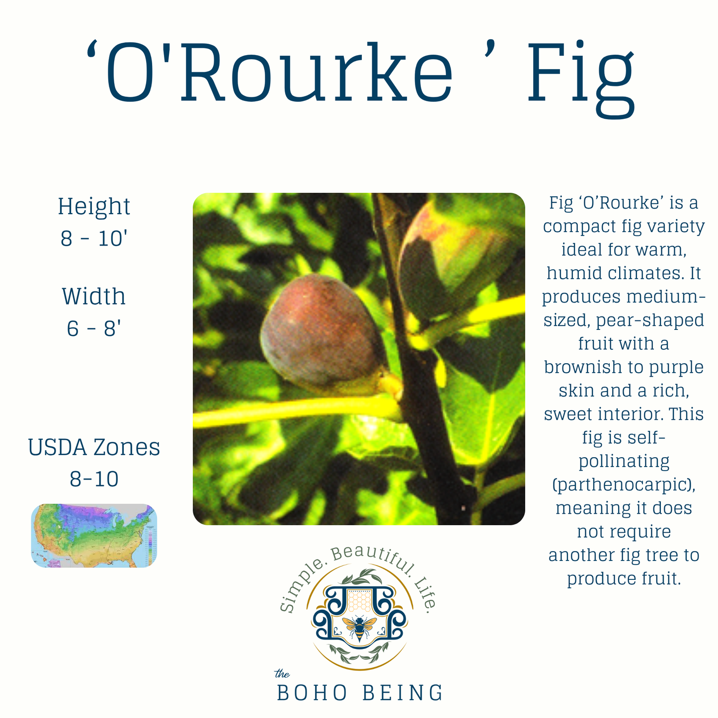 Fruit Trees - 3 Gallon Containers