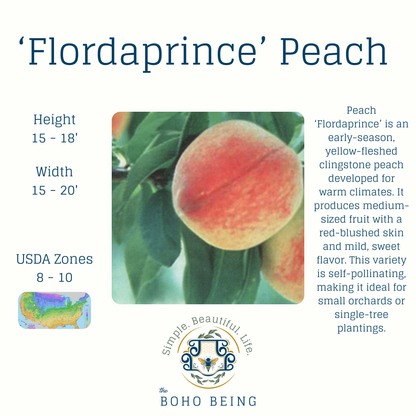 Fruit Trees - 3 Gallon Containers