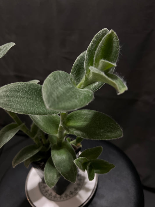 Tradescantia sillamontana