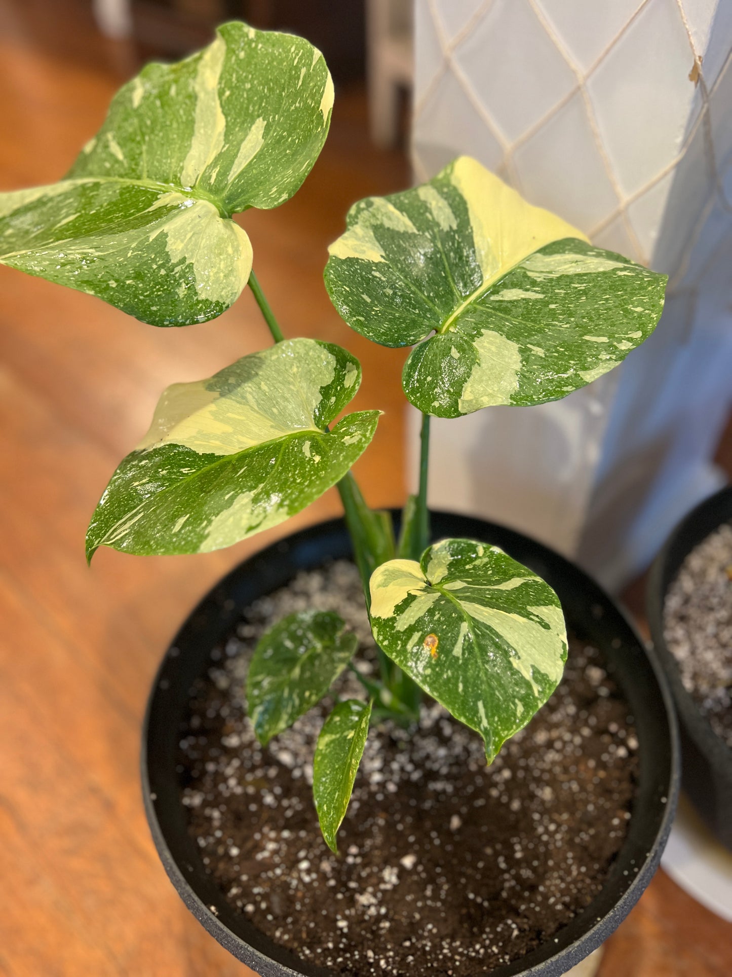 Monstera Thai Constellation