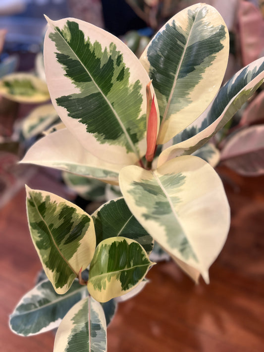 Ficus Elastica Tineke