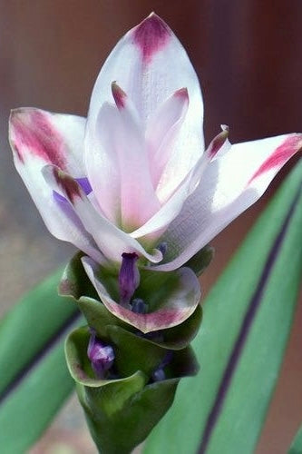 Ginger - Curcuma 'Siam Sunrise'