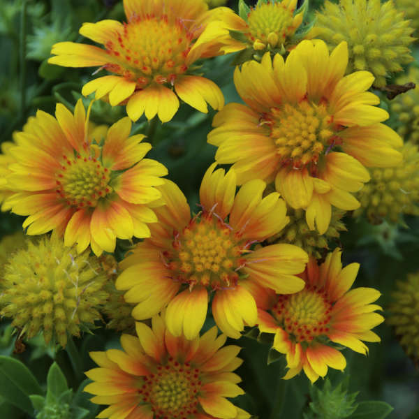 Gaillardia Arizona Apricot