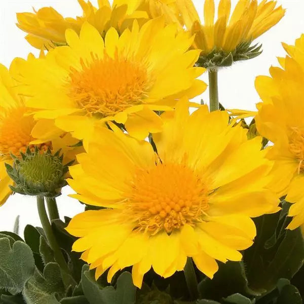 Gaillardia Mesa Yellow
