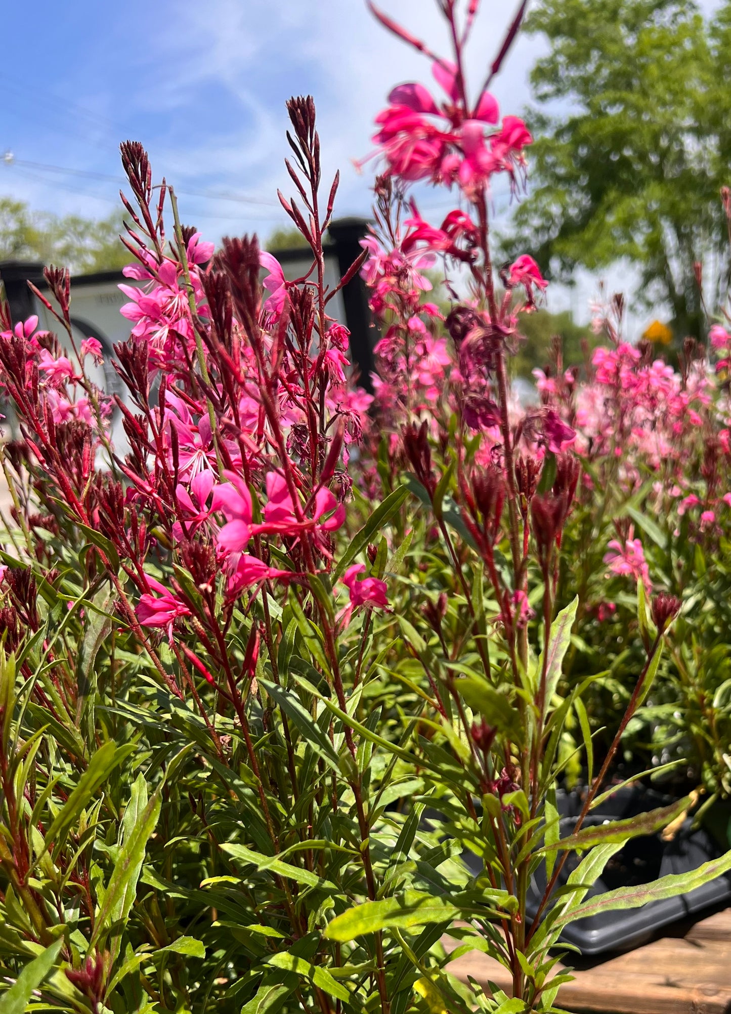 Gaura, "Siskiyou Pink"