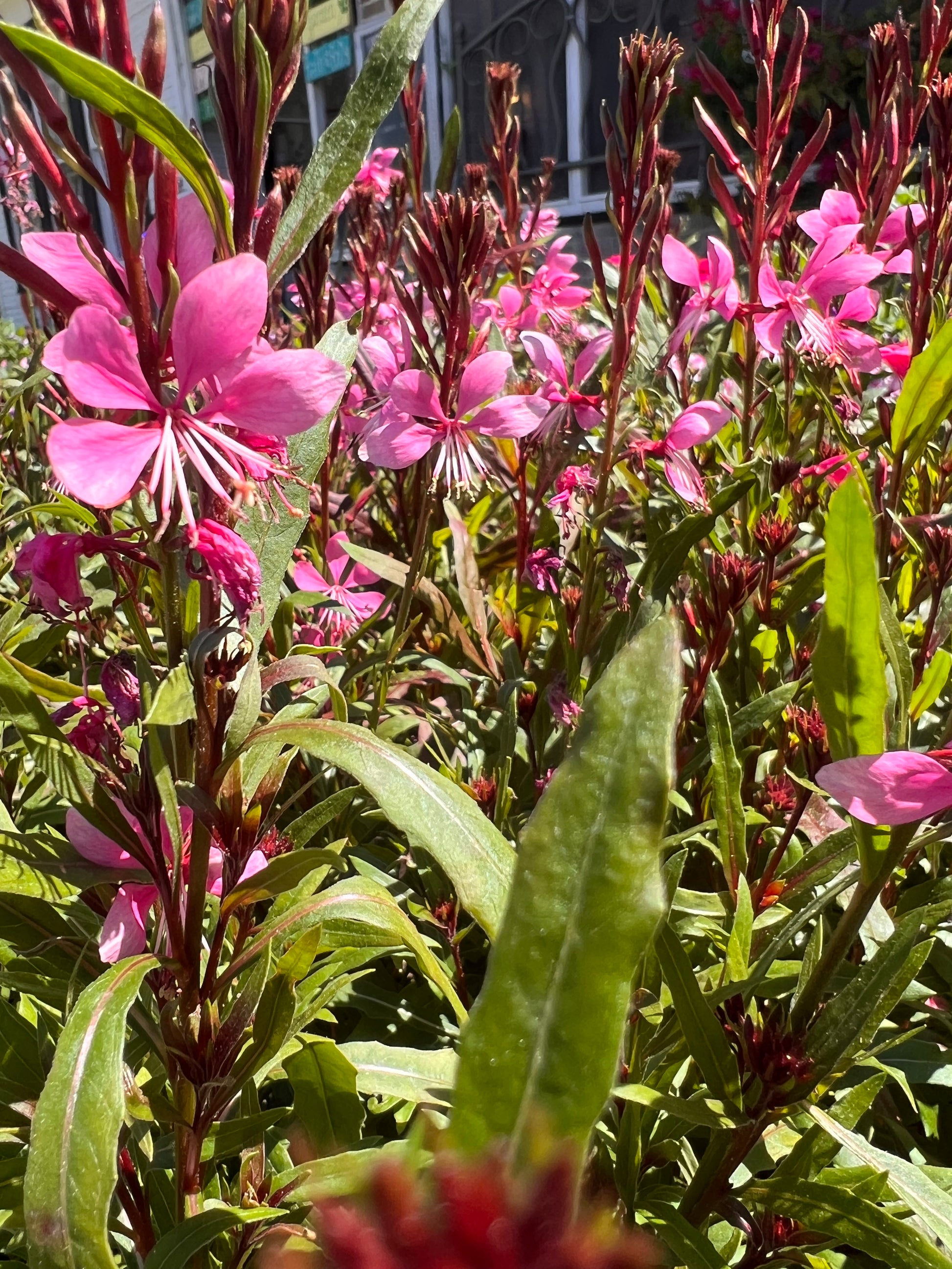 Gaura, "Siskiyou Pink"