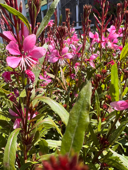 Gaura, "Siskiyou Pink"