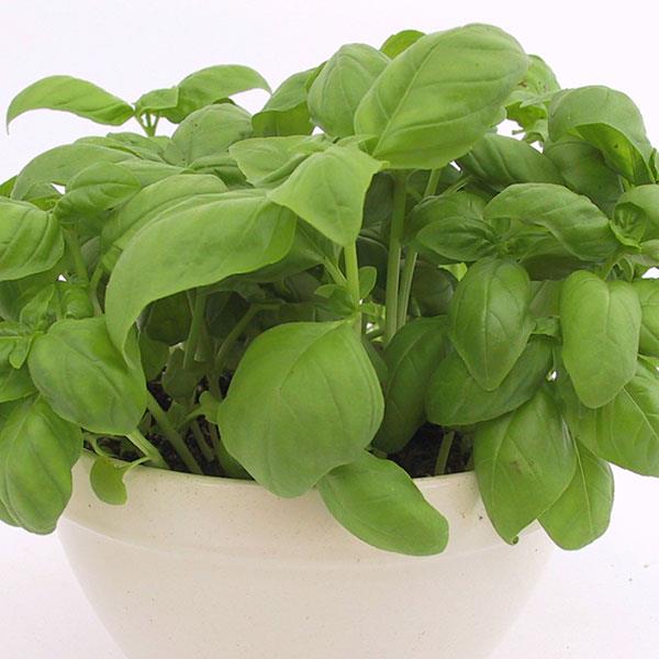 Seeds, Genovese Basil Organic