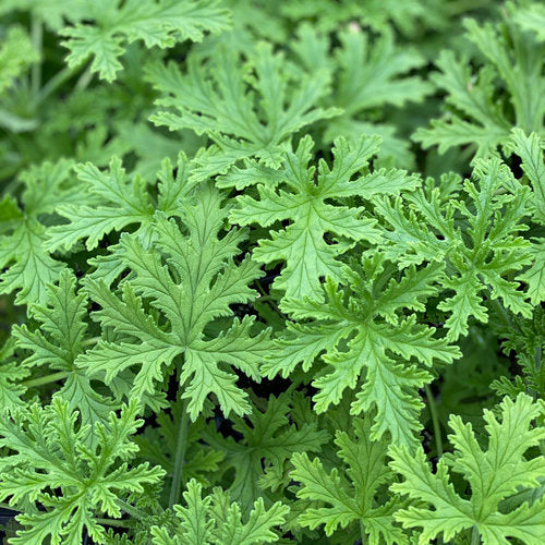 Geranium Citrosum  'Van Leenii' Mosquito Plant