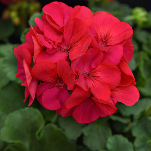Geranium Solera Fuchsia