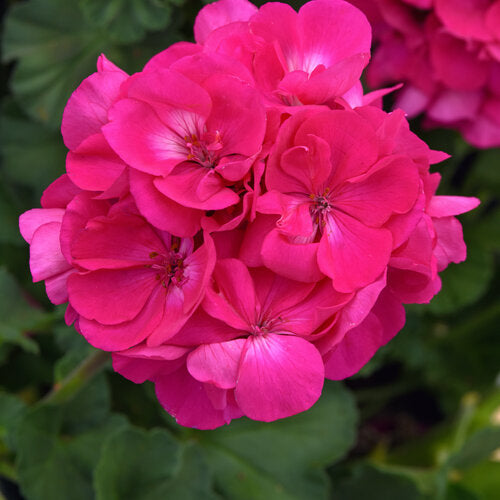Geranium Solera Watermelon