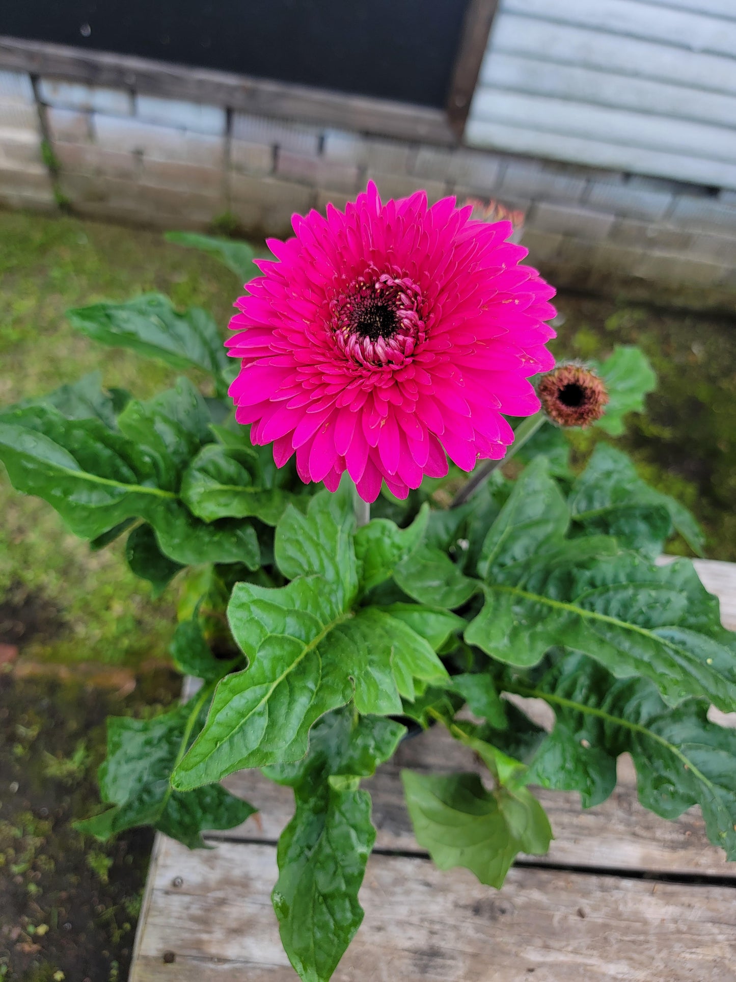 Gerbera Patio Glorious Purple