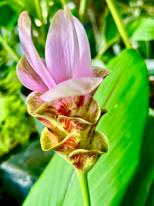Ginger - Curcuma "Siam Shadow Pink"