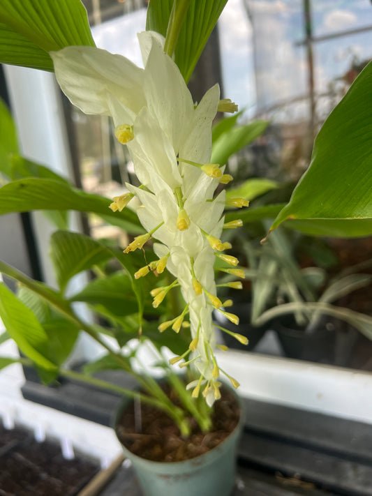 Ginger - Globba Globe Dancing Ladies 'White'