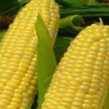 Seeds, Improved Golden Bantam Corn