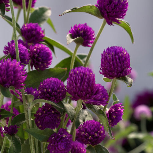 Gomphrena Ping Pong Purple
