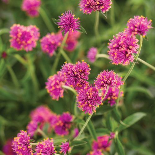 Gomphrena Pulchella