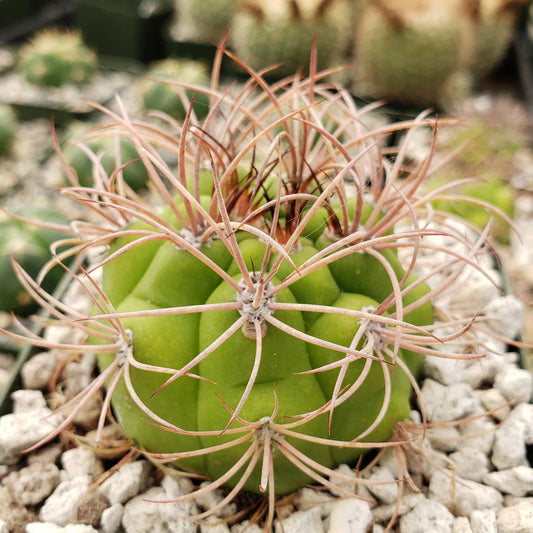 Gymnocalcyium Saglionis