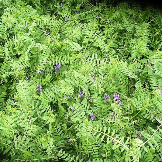 Seeds, Hairy Vetch Herb