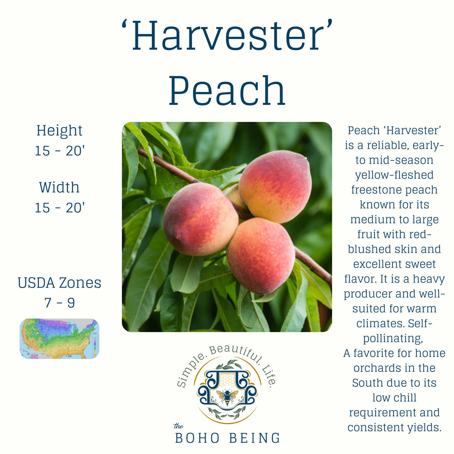 Fruit Trees - 3 Gallon Containers