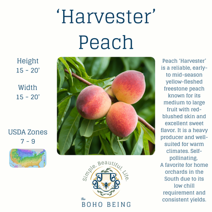 Fruit Trees - 3 Gallon Containers