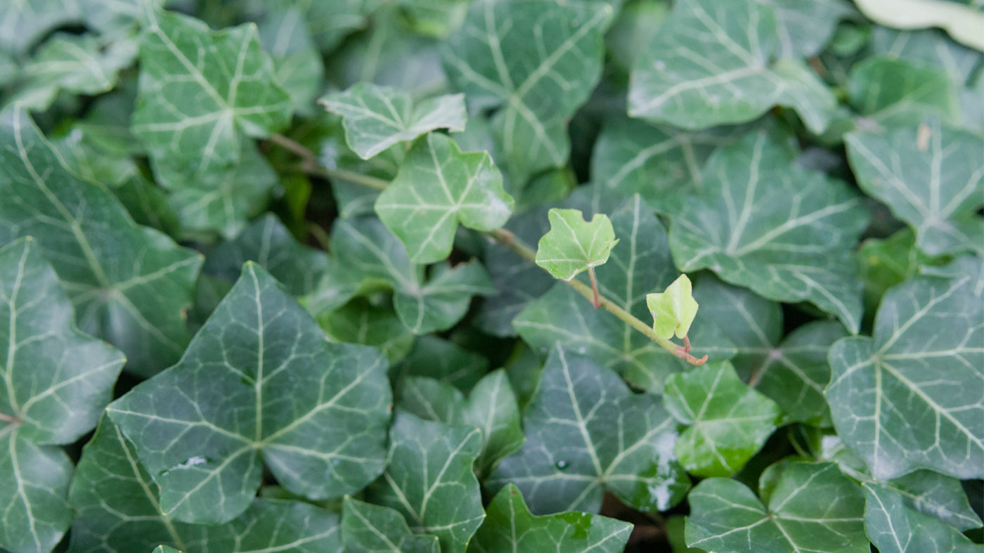 Hedera 'Baby Leaf' English Ivy