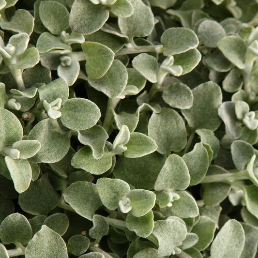 Helichrysum White Licorice