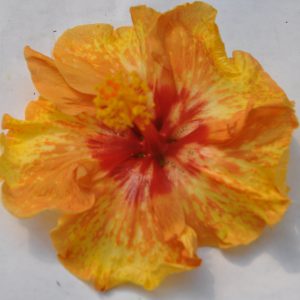Hibiscus Spotted Imp - Cajun Hibiscus