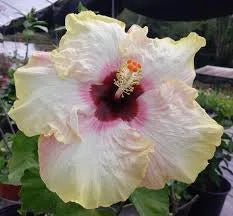 Hibiscus Stolen Kiss - Cajun Hibiscus