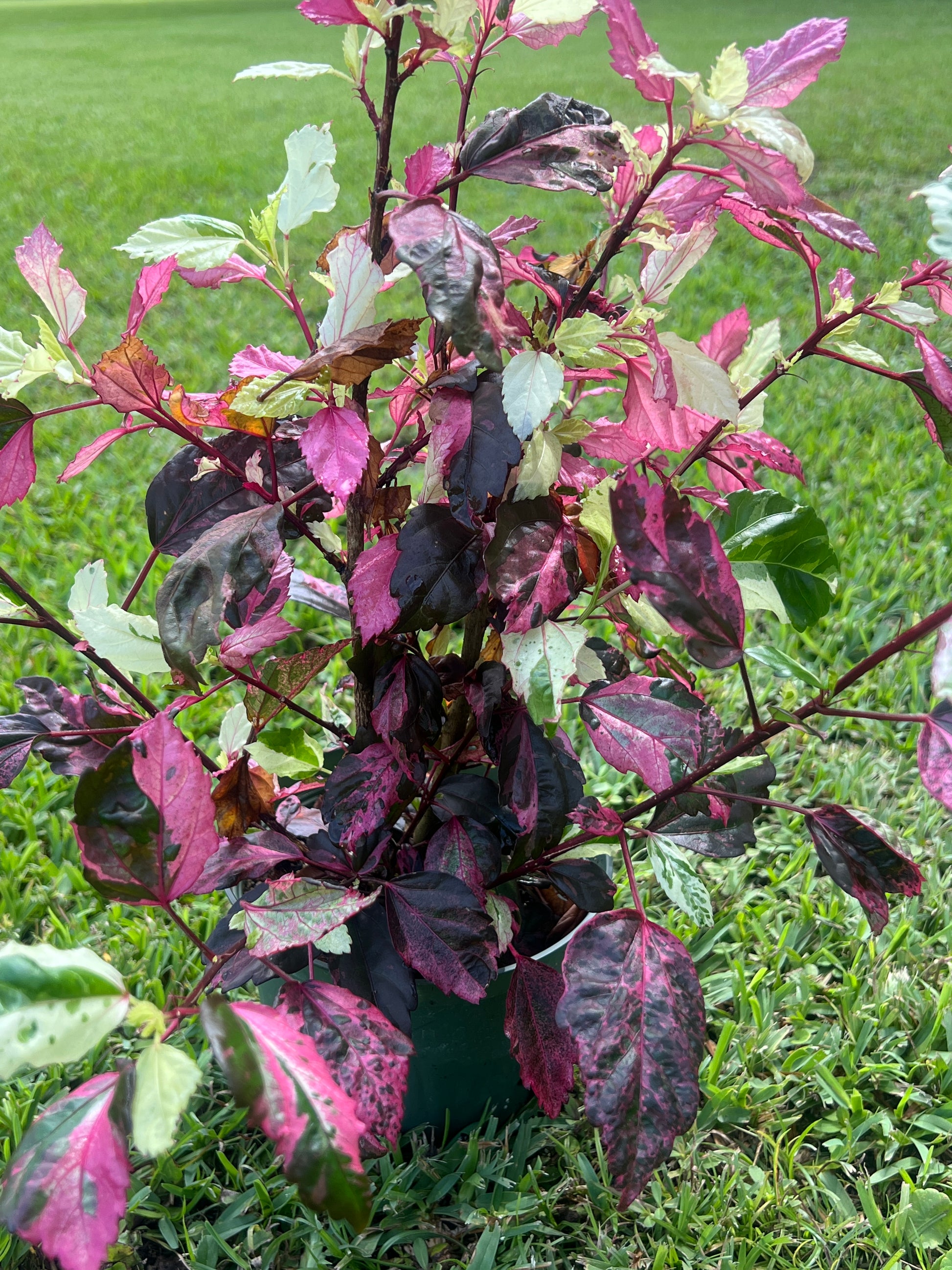 Hibiscus 'Fire and Ice' Plant For Sale