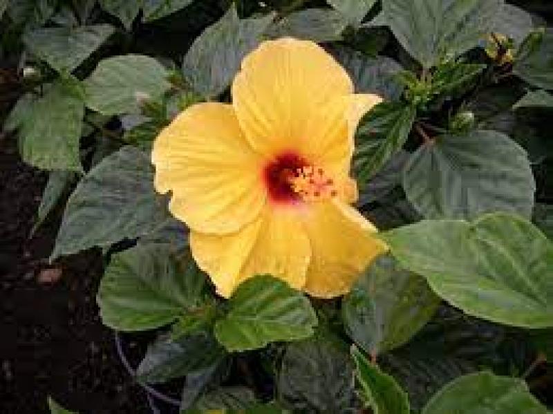 Hibiscus, Lilikoi Yellow
