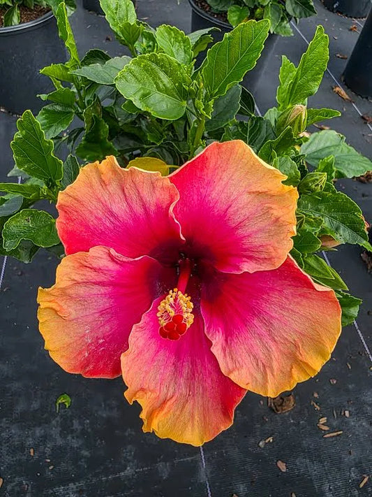 Hibiscus, Tropical Lemon Swirl