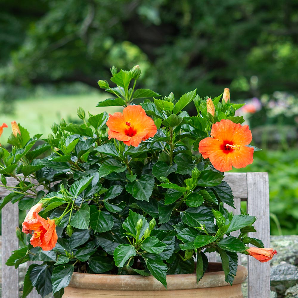 Hibiscus, Tropical Orange Sunset