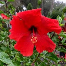 Hibiscus, Tropical Red Cardinal