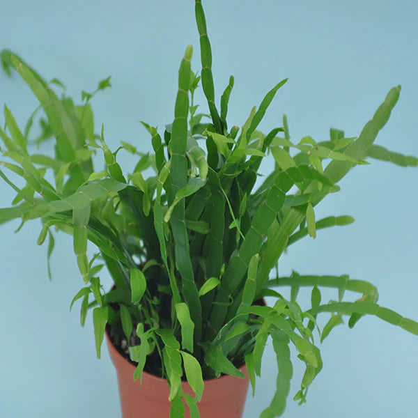 Homalocladium Ribbons and Curls