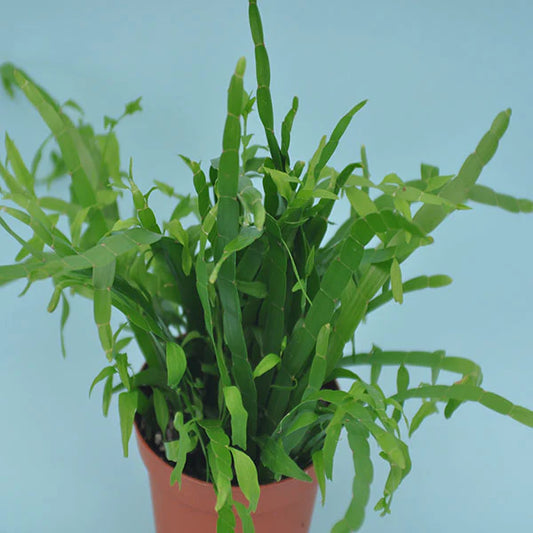 Homalocladium Ribbons and Curls