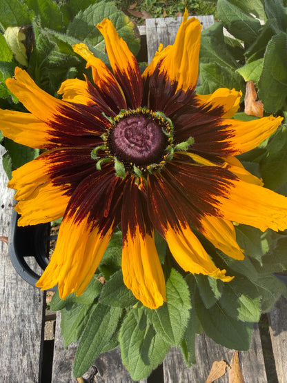Rudbeckia 'Denver Daisy'