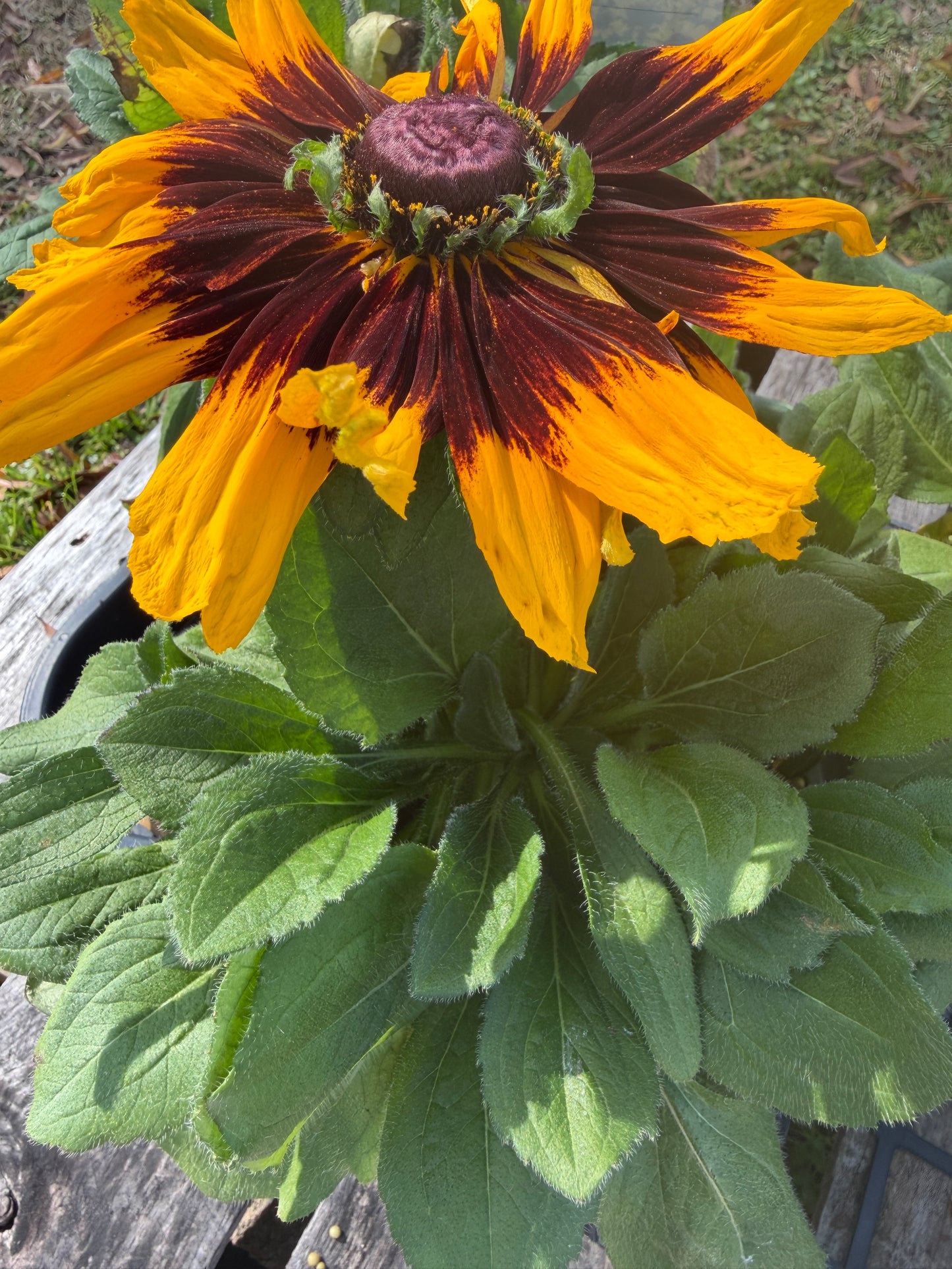 Rudbeckia 'Denver Daisy'